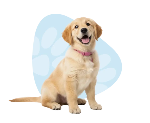 A light brown puppy with its tongue out in front of blue paw graphics