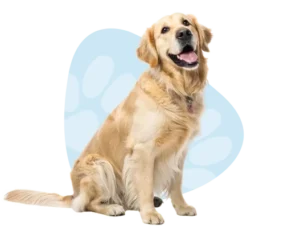 Dog surrounded by paw icons
