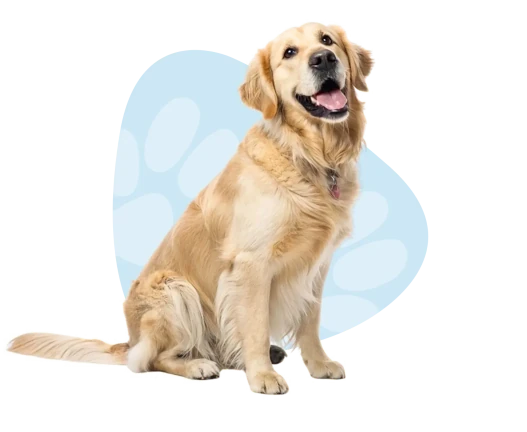 Dog surrounded by paw icons