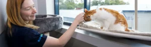 RSPCA representative stroking a white and orange cat