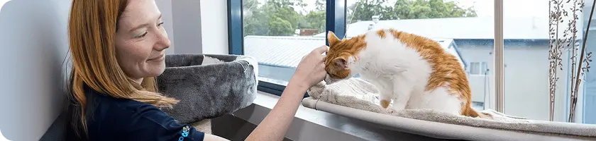 An RSPCA representative stroking a white and orange cat