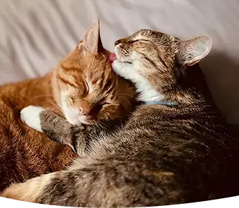 A cat licking another cat on the head