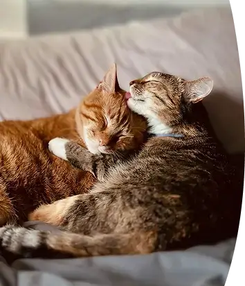 A cat licking another cat on the head