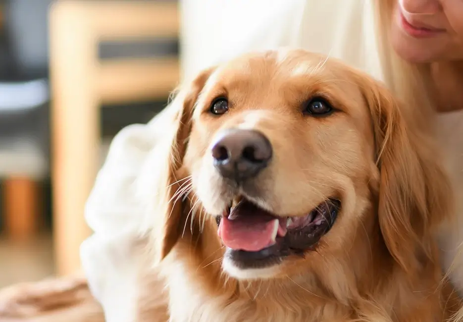 A close up of a dog looking slightly to the side