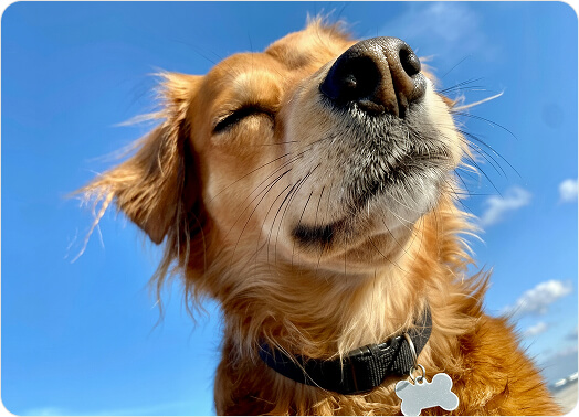 A dog in the sun