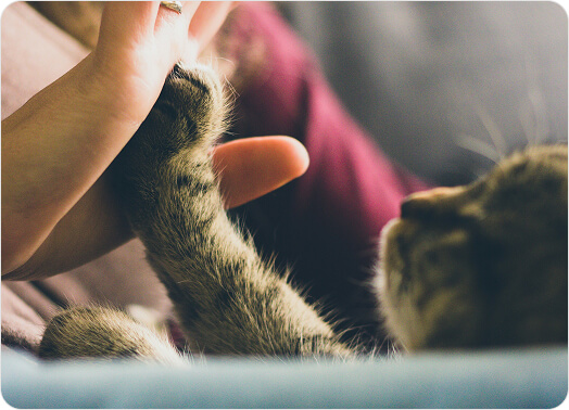 A cats paw against a hand