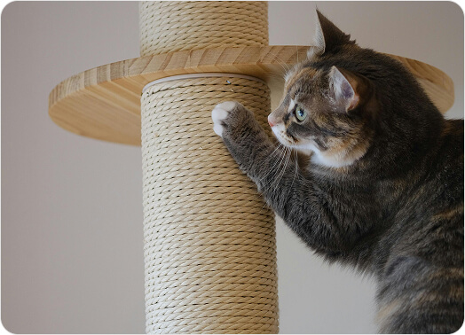 A cat using a scratching post