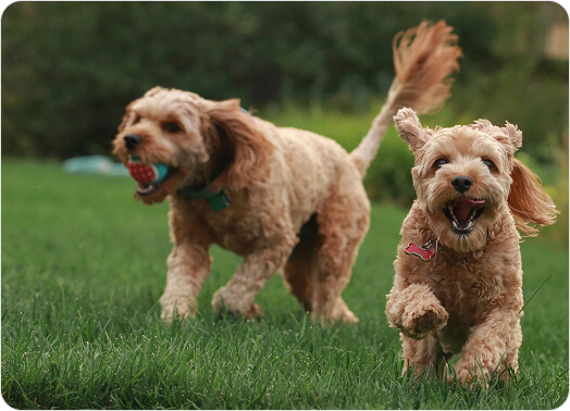 Two dogs running on a green lawn