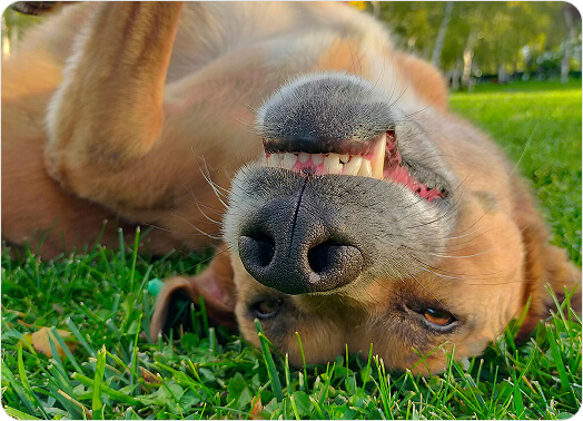 A dog rolling on a green lawn