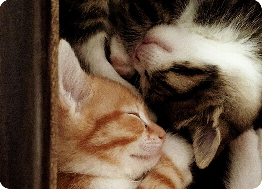 Two cats sleeping