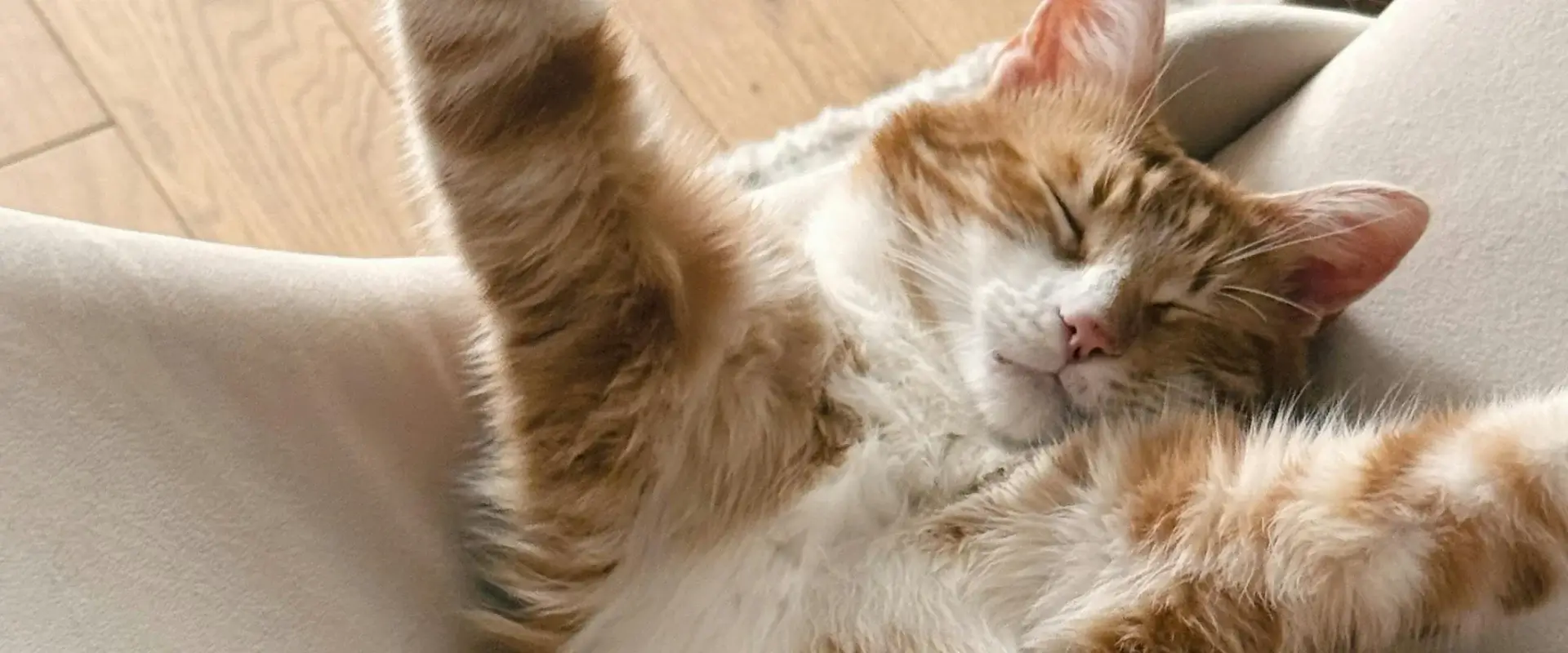A ginger cat