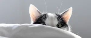 A cat looking at the camera