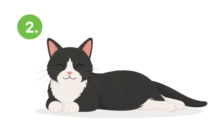 A happy cat