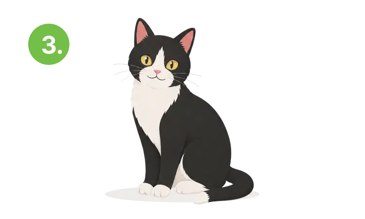 A happy cat