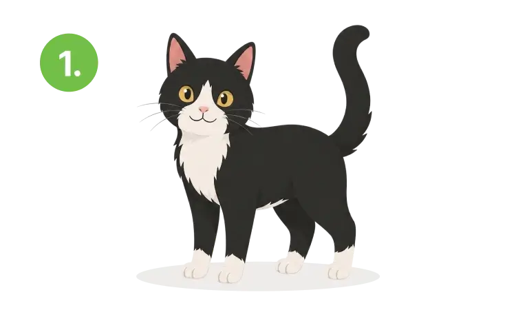 A happy cat