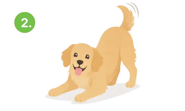 A happy dog