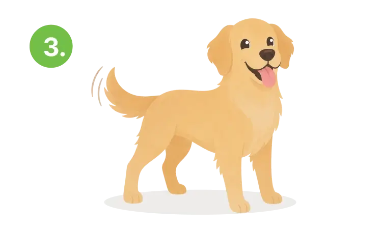 A happy dog