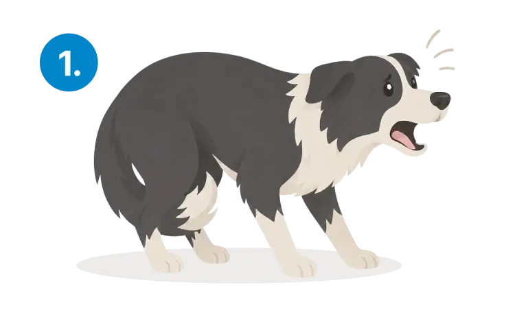 A worried dog
