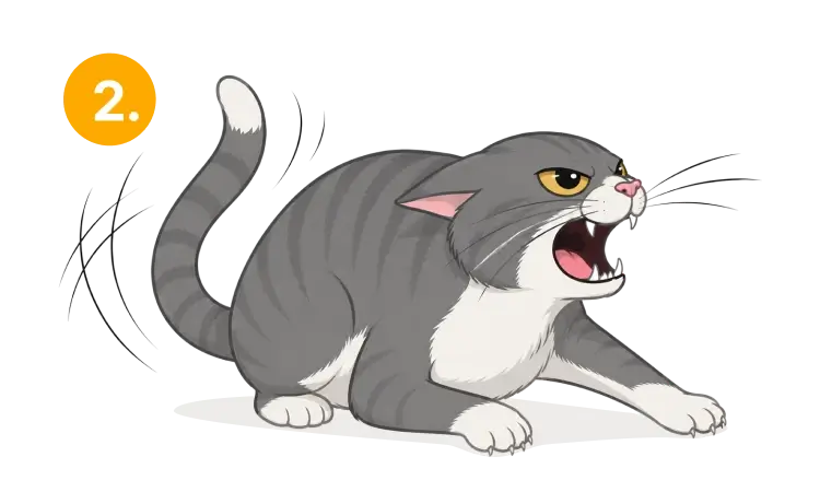 An angry or very unhappy cat