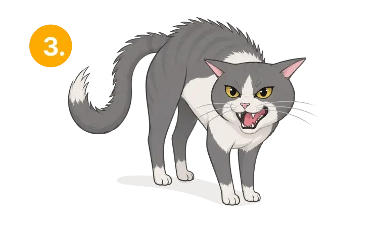 An angry or very unhappy cat