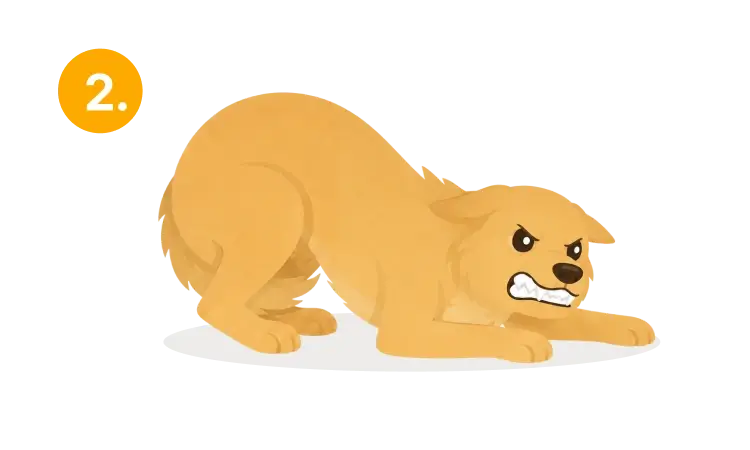 An angry or very unhappy dog