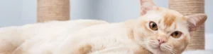 Burmese cat