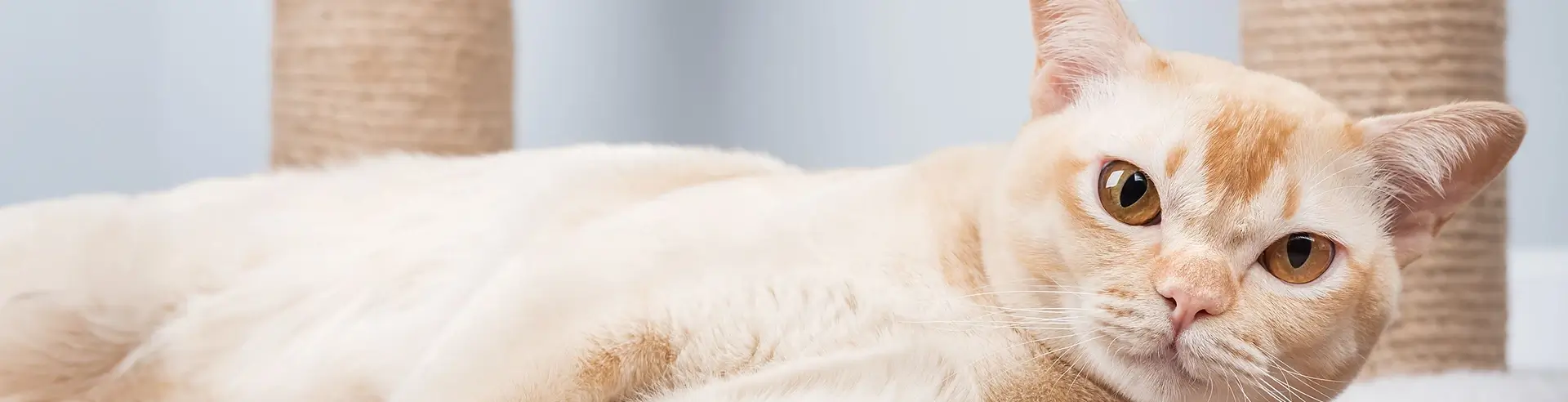 Burmese cat