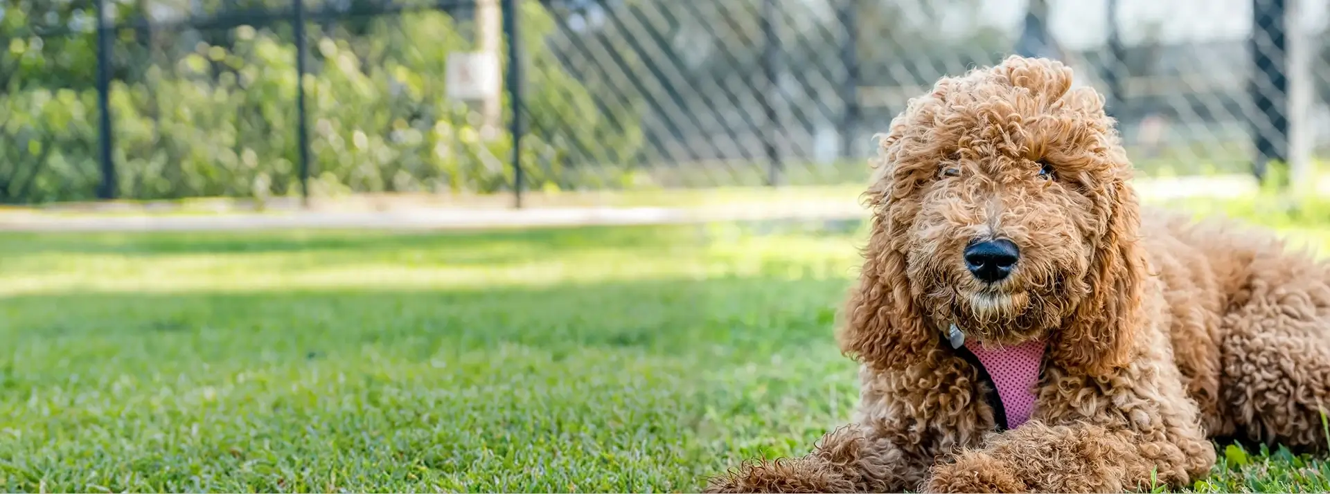 Cavoodle on the grass