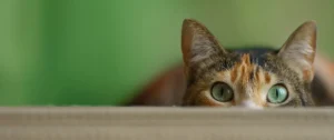 Domestic Shorthair