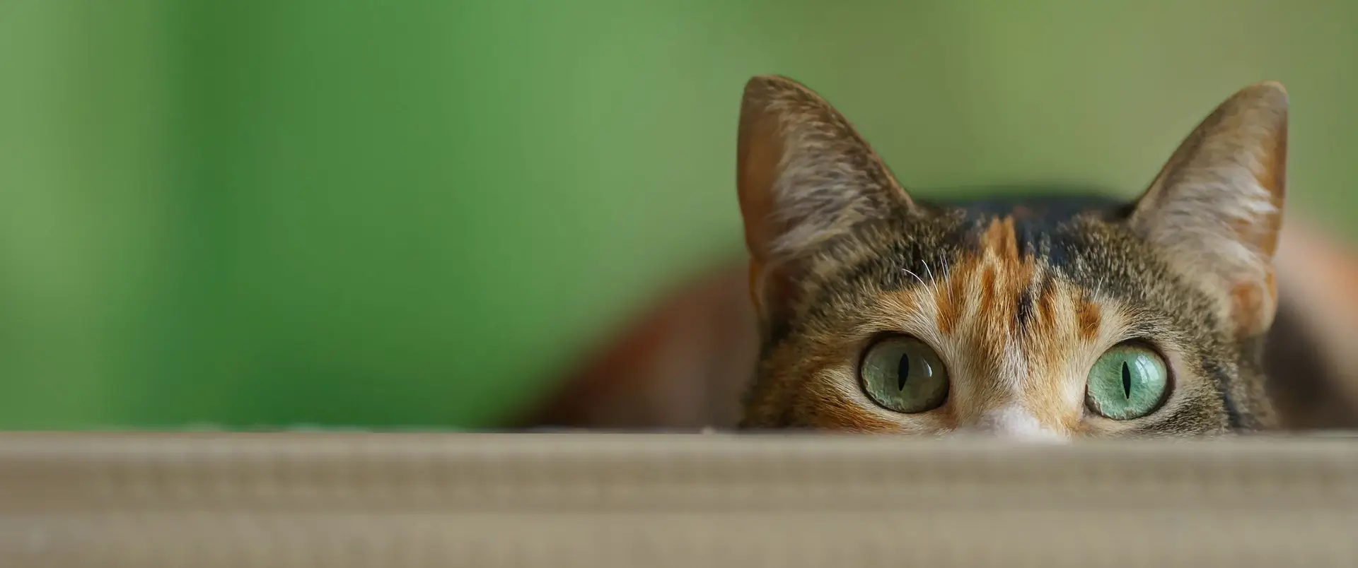 Domestic Shorthair