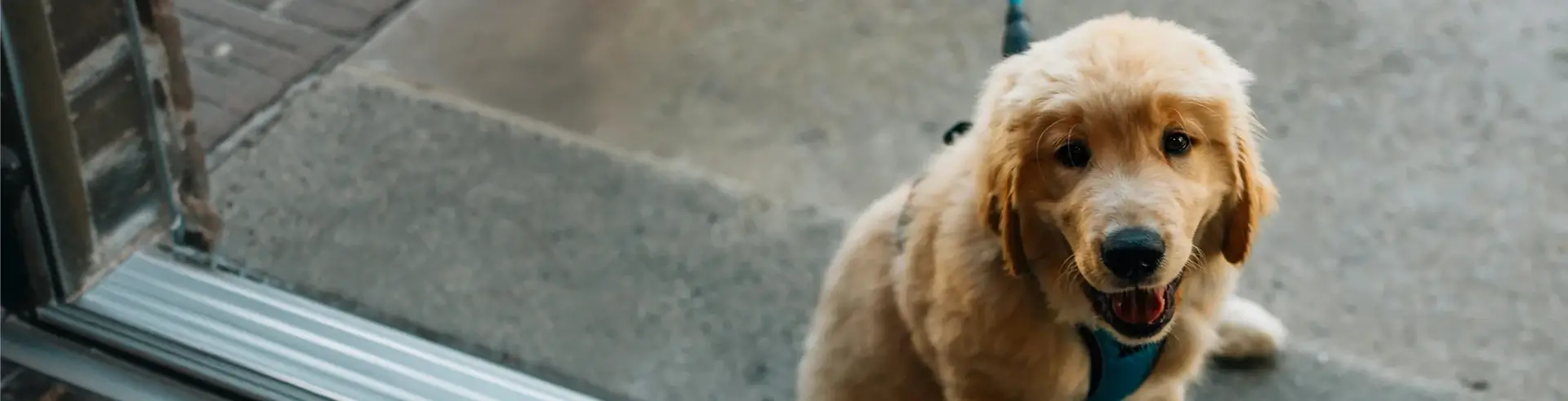 A golden retriever puppy