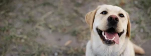 Labrador