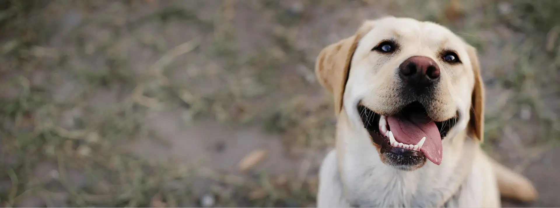 Labrador