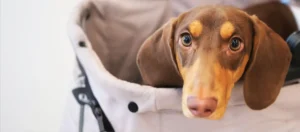 Miniature Dachshund