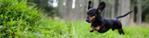 Miniature Dachshund