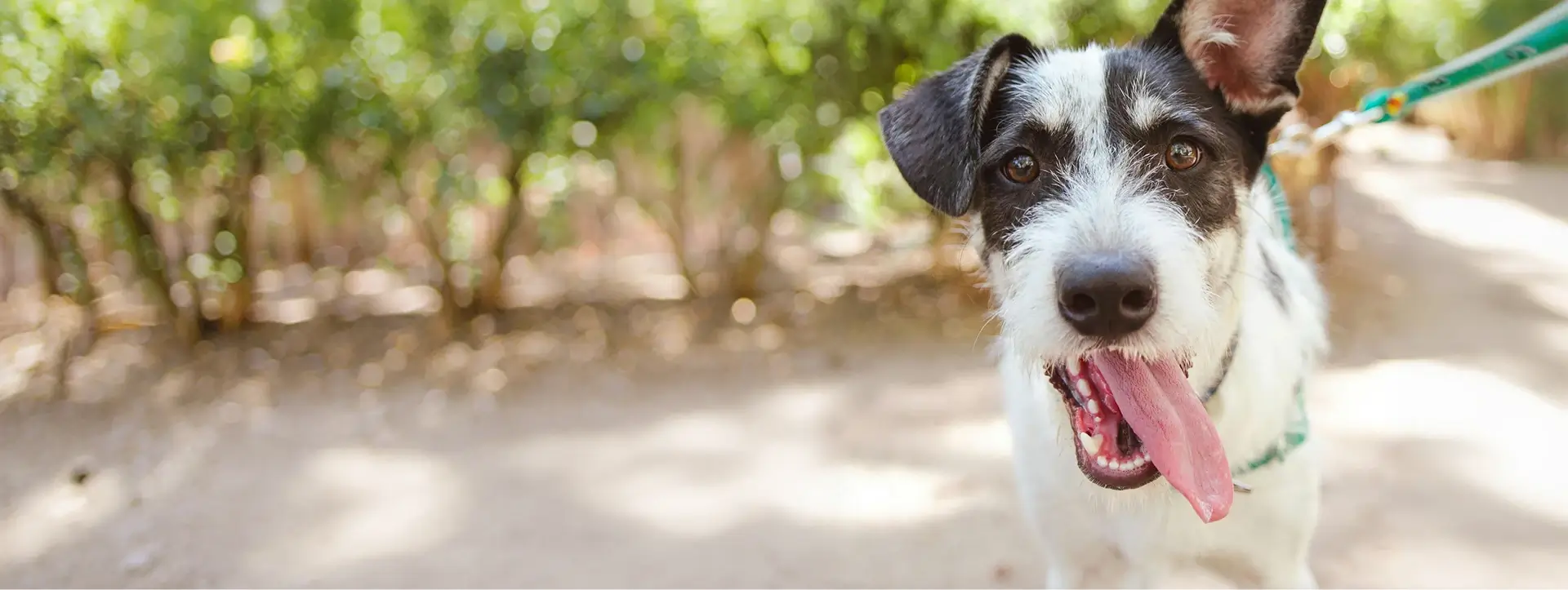 Black and white dog