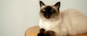A blue eyed cat
