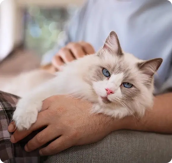 Blue eyed cat