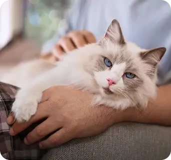 Blue eyed cat