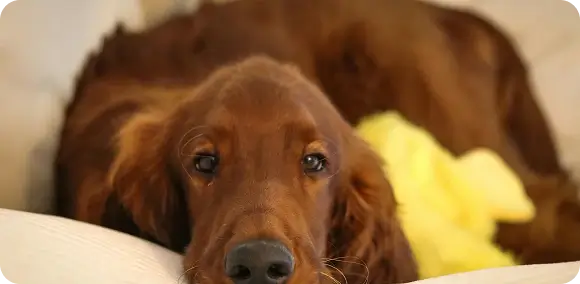 Brown dog looking at the camera