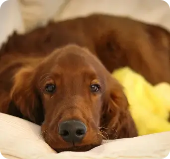 Brown dog looking at the camera