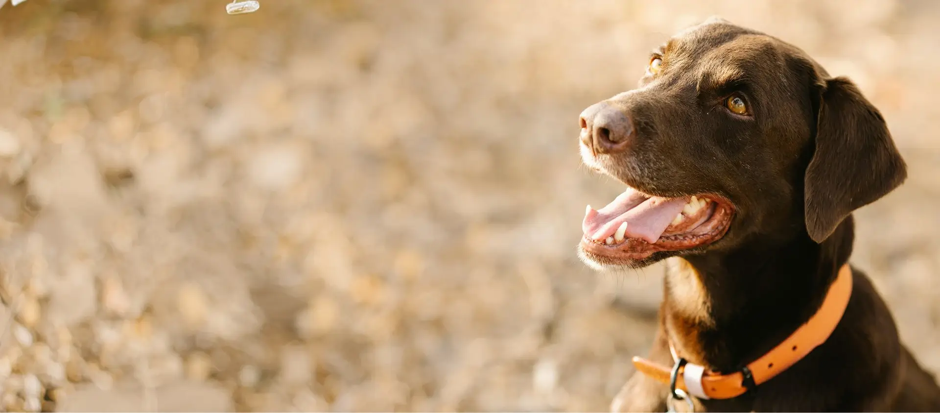 Brown dog orange collar