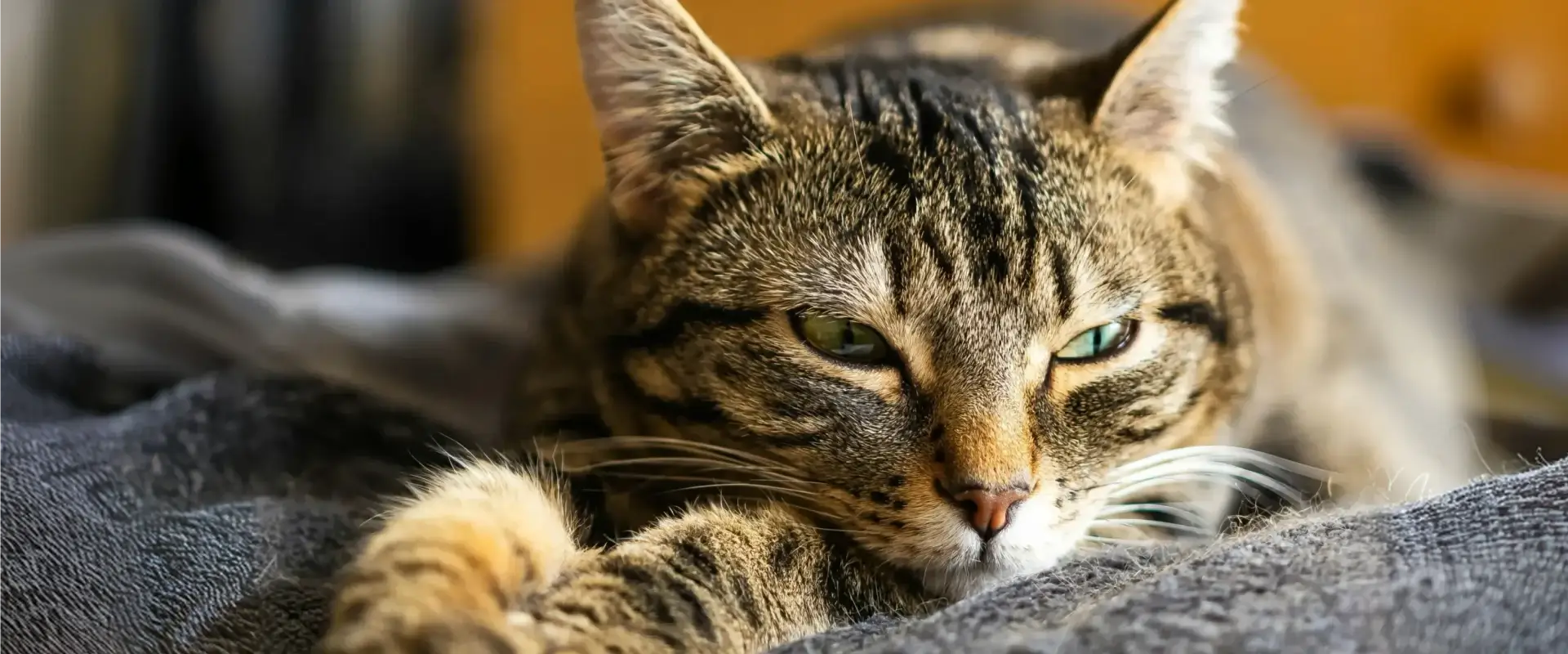 A cat