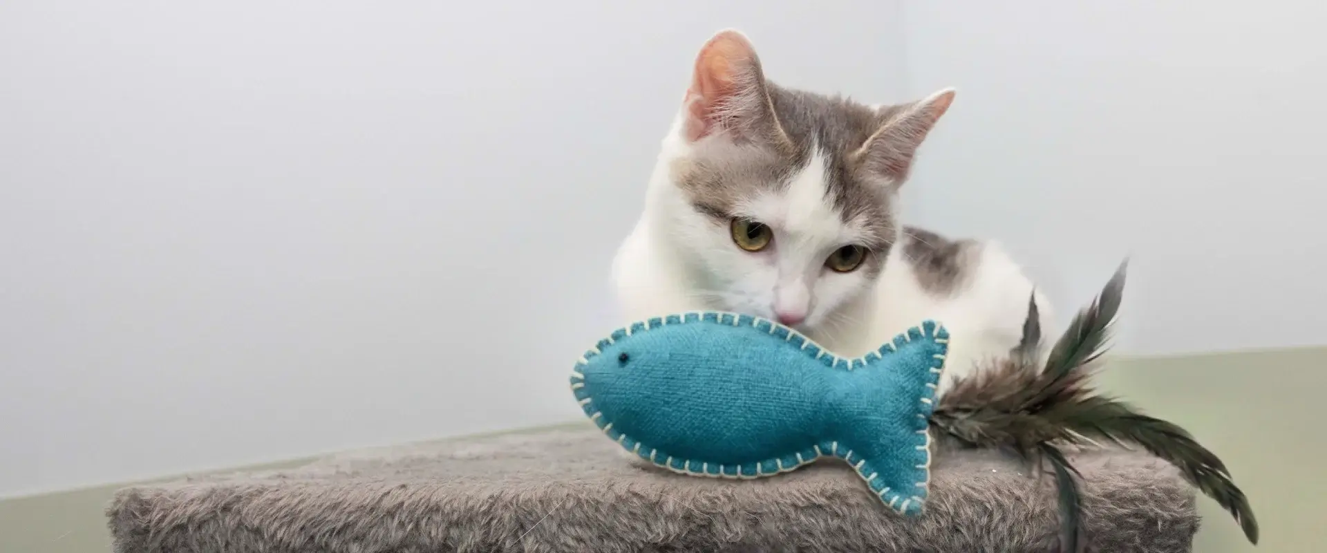 Cat playing with a toy