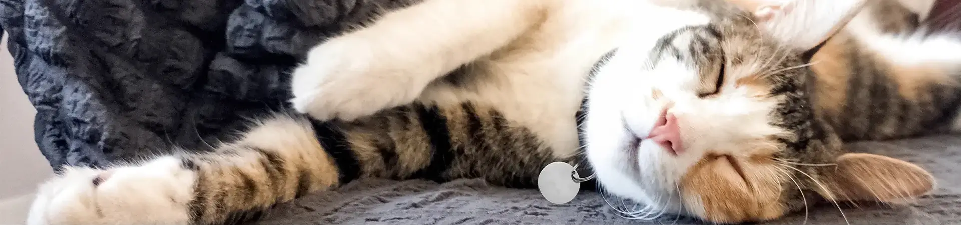 Cat with collar sleeping
