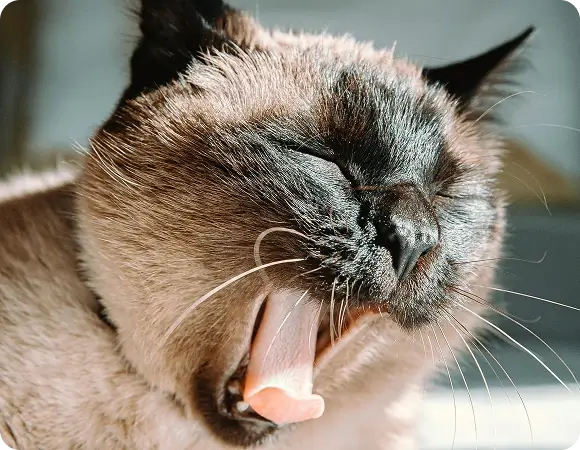Cat yawning in the sun