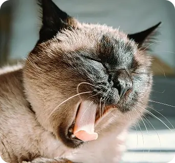 Cat yawning in the sun