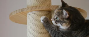 A cat using a scratching post