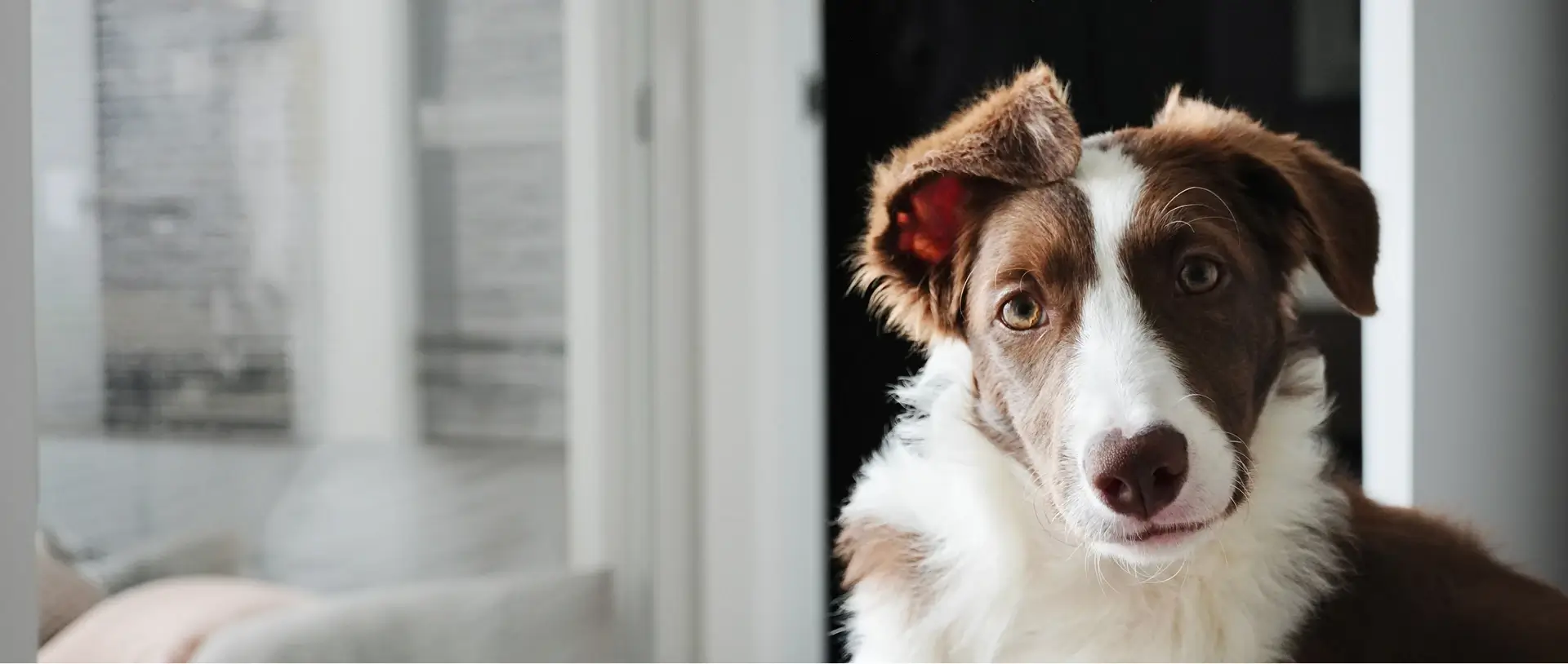 A brown and white dog