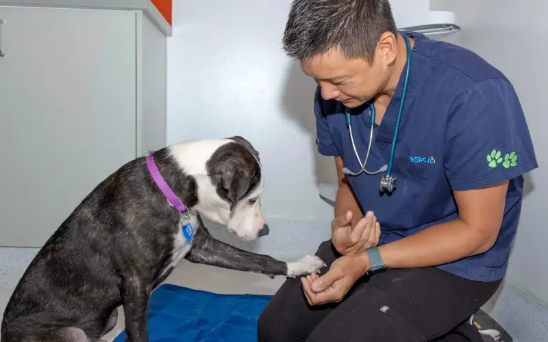 A dog at the vet giving paw